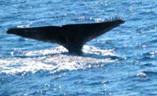 California Gray Whale