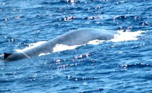 Blue Whale